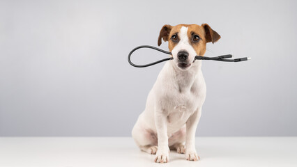 Dog jack russell terrier gnaws on a black usb wire on a white background. Copy space.