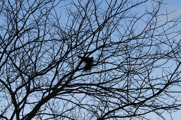 A silhouette of a bird in between tree branches with blue sky in the background
