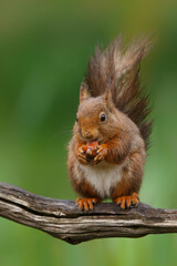 Eurasian red squirrel (Sciurus vulgaris) searching for food in the forest in the Netherlands.  © henk bogaard