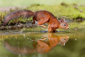 Eurasian red squirrel (Sciurus vulgaris) searching for food in the forest in the Netherlands. 