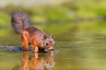 Eurasian red squirrel (Sciurus vulgaris) searching for food in the forest in the Netherlands. 