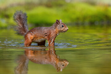 Eurasian red squirrel (Sciurus vulgaris) searching for food in the forest in the Netherlands. 