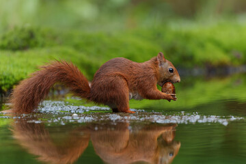 Naklejka na ściany i meble Eurasian red squirrel (Sciurus vulgaris) searching for food in the forest in the Netherlands. 