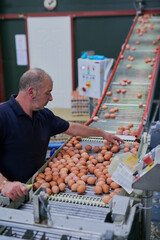 Its an eggy business. Shot of a focused mature factory worker sorting out chicken eggs on a conveyer belt inside of a factory.