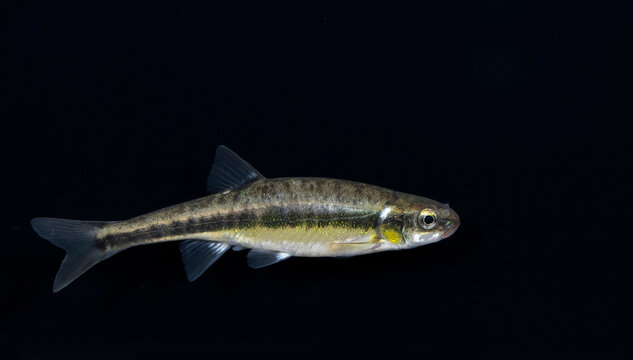 The Eurasian minnow, minnow or common minnow (Phoxinus phoxinus)