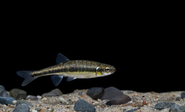 Common Minnow Images – Browse 16,472 Stock Photos, Vectors, and
