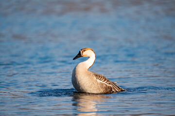 When winter comes, geese forage freely, swim and fly in groups in the river.