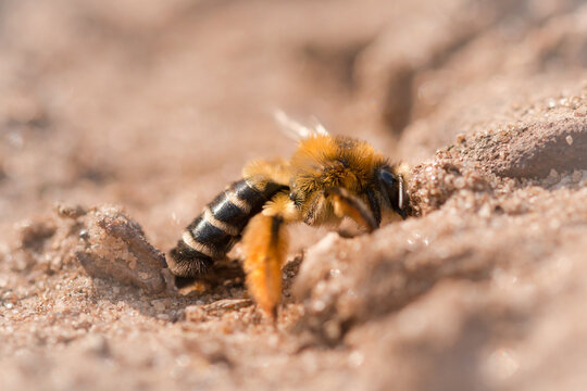Hairy-legged mining bee digging a burrow - Dasypoda hirtipes