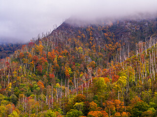 Outdoors hiking view with low sweeping clouds over the Chimney Top mountain with beautiful saturated fall colors in the Great Smoky Mountains National Park, Tennessee, USA.