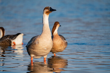 When winter comes, geese forage freely, swim and fly in groups in the river.