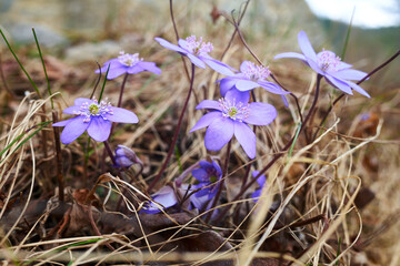 Anemone hepatica (syn. Hepatica nobilis), the common hepatica, liverwort, kidneywort, or pennywort....