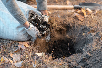 closeup of man hand pouring black soil in hole for planting new trees
