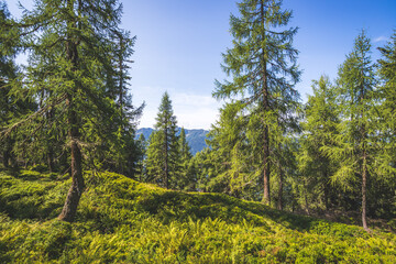 Idyllic mountain landscape in the alps, Dachstein, Austria: Beautiful scenery of meadow, trees, mountains and blue sky