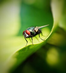 Fototapeta premium fly on green leaf