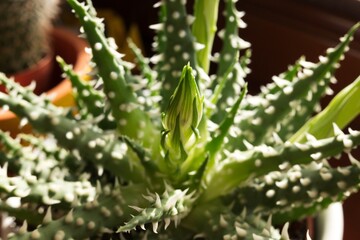 Aloe humilis, also known as spider aloe is a species of succulent plant in the genus Aloe