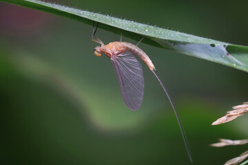 Macro of a small  mayfly resting on a blade of grass. 
Mayflies are characterized by a unique process for winged insects - molting of the winged form.
