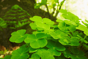 Forest clover (also called rabbit clover, Sour sorrel) leaves. Beautiful detailed closeup of forest clover plant in evening sunlight.