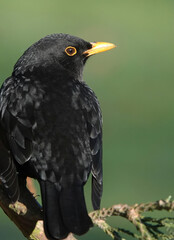 A close-up selective focus image of a male blackbird perching in a fir tree against a defocused green background. 