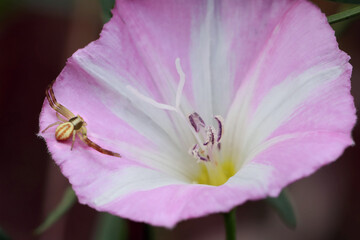 A flower spider (Misumena vatia) of the family of Sidewalker Spiders (Thomisidae) is waiting for its victim on the flower of a pink and white convolvulus (Convolvulus arvēnsis). 