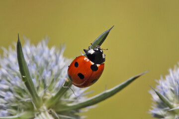 A ladybug runs around the Eringium plant. 
In the plants, the ladybug finds very small flies and eats them.
