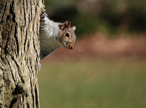 A cute selective focus shot of a grey squirrel peeking out from a behind a tree. 