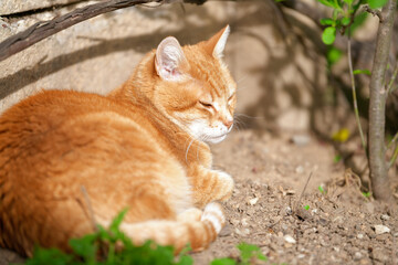 Fototapeta na wymiar cat on the grass