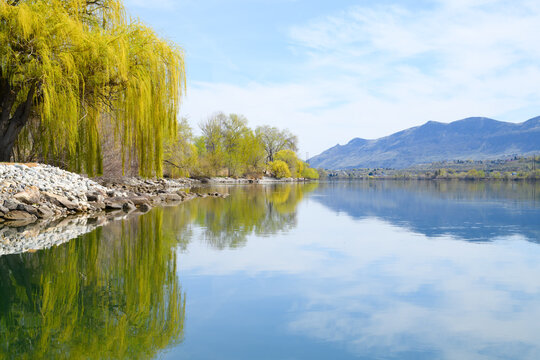 Willow trees hang over the calm waters of the Columbia River with a prefect reflection on a beautiful day