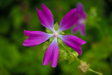Botanic Garden - Montreal