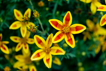 Botanic Garden - Montreal