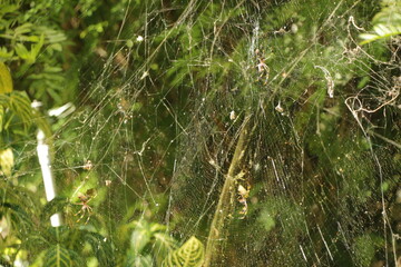 Jamaica Shaw Park Botanical Gardens