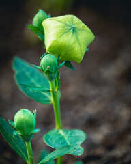 Botanic Garden - Montreal