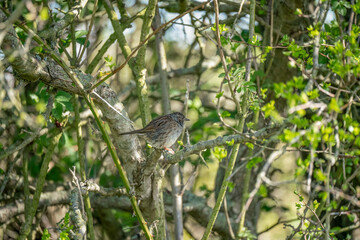 close up of a Dunnock (Prunella modularis) amongst spring branches