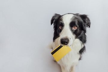 Cute puppy dog border collie holding gold bank credit card in mouth isolated on white background....