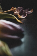 Tulpen, verwelkt und alt 