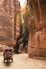 a horse drives a cart into a gorge between red relief mountains, a tree grows on a steep cliff, Petra, Jordan
