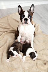 Boston Terrier. Mom dog feeds puppies milk. Cute pets. Lifestyle. Top view