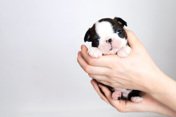 Women's hands hold a cute little Boston Terrier puppy on a white grey background. Space for text.