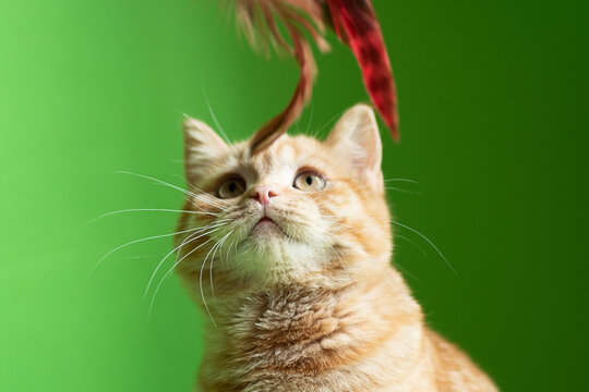 Little ginger cat play with his toy from feathers.
