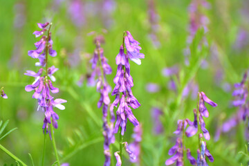 In the wild, Vicia tenuifolia blooms