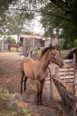 A brown colt is standing inside of an outdoors big stable with more horses in the background