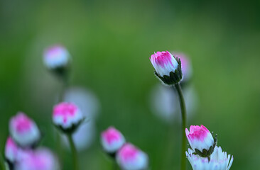 Beautiful close-up of a daisy