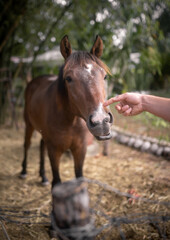 Obraz premium A brown horse is reacting with a funny face when a finger is trying to touch him