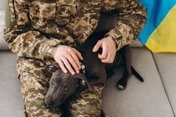 A Ukrainian soldier in military uniform is sitting on a sofa with his faithful friend, an Amstaff dog, on the background yellow and blue flag.
