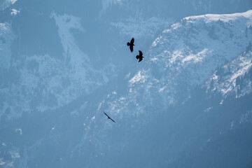 Naklejka na ściany i meble flying raven birds on the sky in the alps. the hohe tauern national park, at a sunny winter day