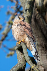 Common Kestrel in springtime