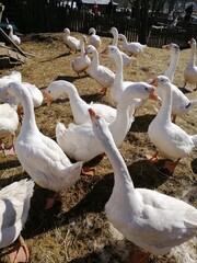 a flock of white geese on a farm on a sunny spring day.