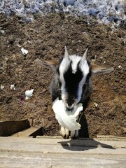 a cute billy goat with a long beard and horns. farm animals