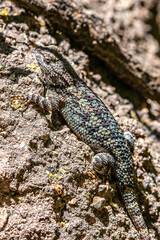Desert Spiney lizard on a rock