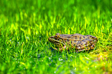 Frog in the water