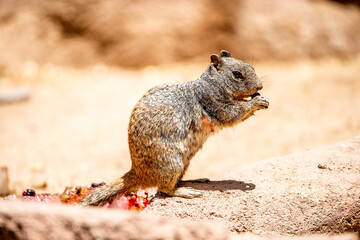 squirrel in the park